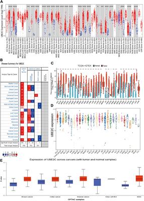 Comprehensive Pan-Cancer Analysis of the Prognostic and Immunological Roles of the METTL3/lncRNA-SNHG1/miRNA-140-3p/UBE2C Axis